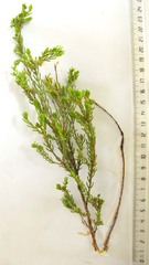 Passerina obtusifolia
