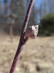 Dasineura serrulatae