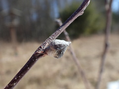 Dasineura serrulatae