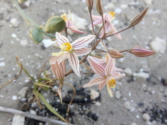 Cyanella lutea rosea