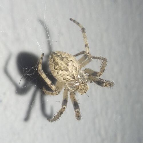 Larinioides ixobolus