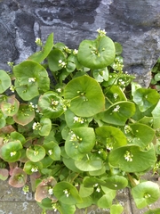Claytonia perfoliata