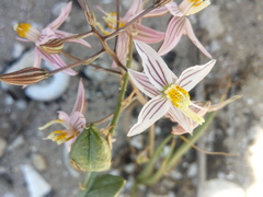 Cyanella lutea rosea