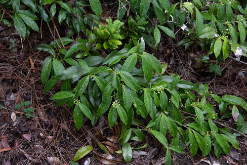 Celastrus hindsii (Celastrus hindsii)