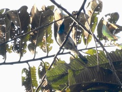 Cyanomitra cyanolaema