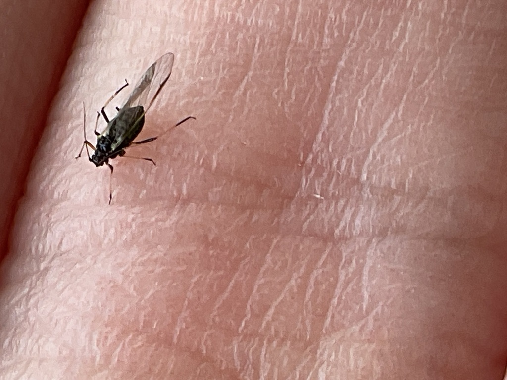 Dark Periphyllus Aphid