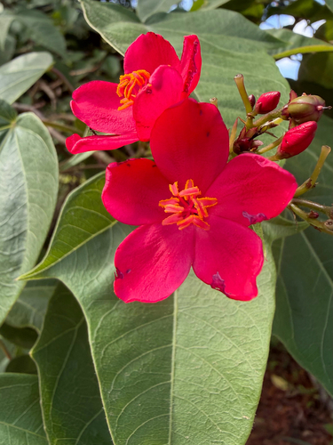 Jatropha integerrima var. hastata