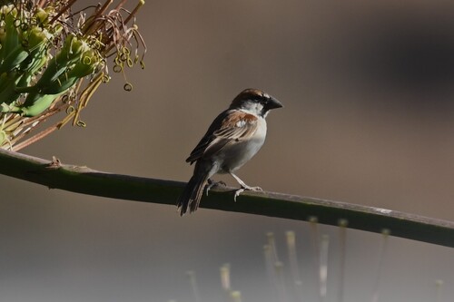 Cape Verde Sparrow