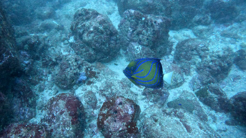 Bluering Angelfish