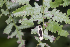 Thysanoptyx incurvata