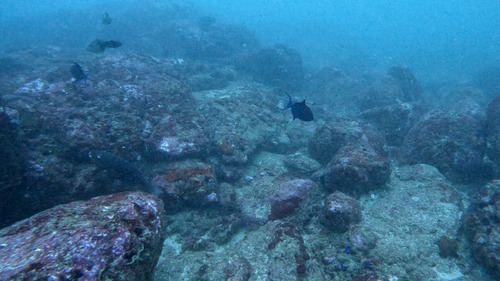 Redtooth Triggerfish