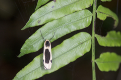 Thysanoptyx incurvata