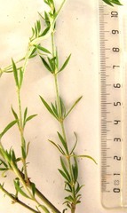 Pollichia campestris