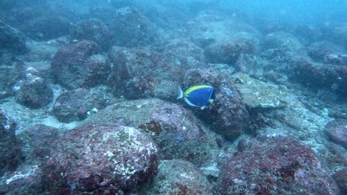 Powder Blue Tang
