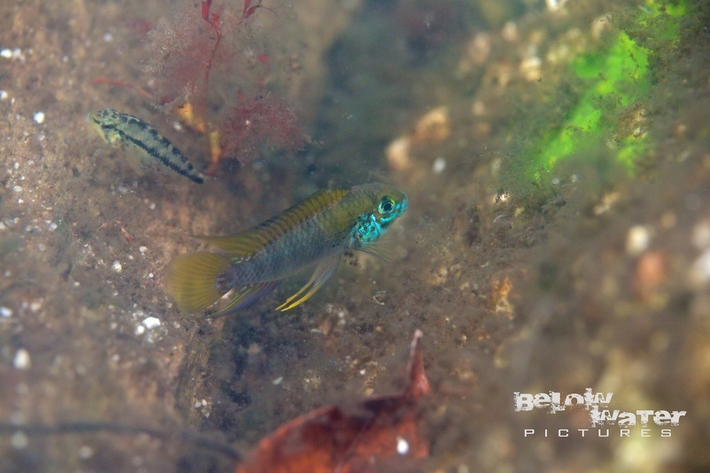 Rotpunct Apisto