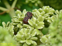 Graphosoma rubrolineatum