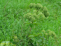 Angelica hirsutiflora