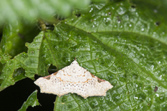 Prolophota trigonifera