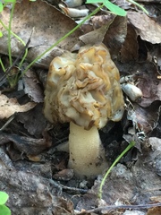 Morchella populiphila