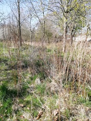 Troglodytes troglodytes