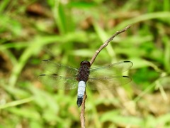 Hadrothemis coacta