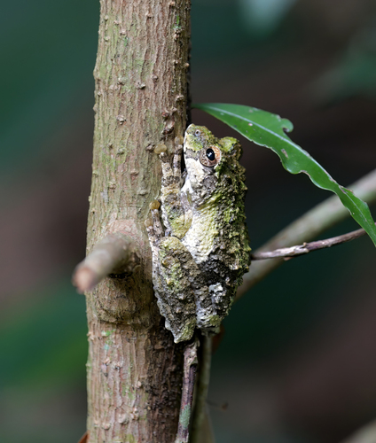 Kurixalus bisacculus observed 2026-05-17