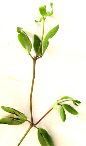 Roepera debilis (Roepera debilis)
