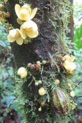 Grias theobromicarpa