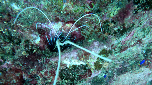 Painted Spiny Lobster