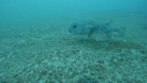 Spotted Porcupinefish