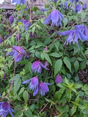 Clematis macropetala