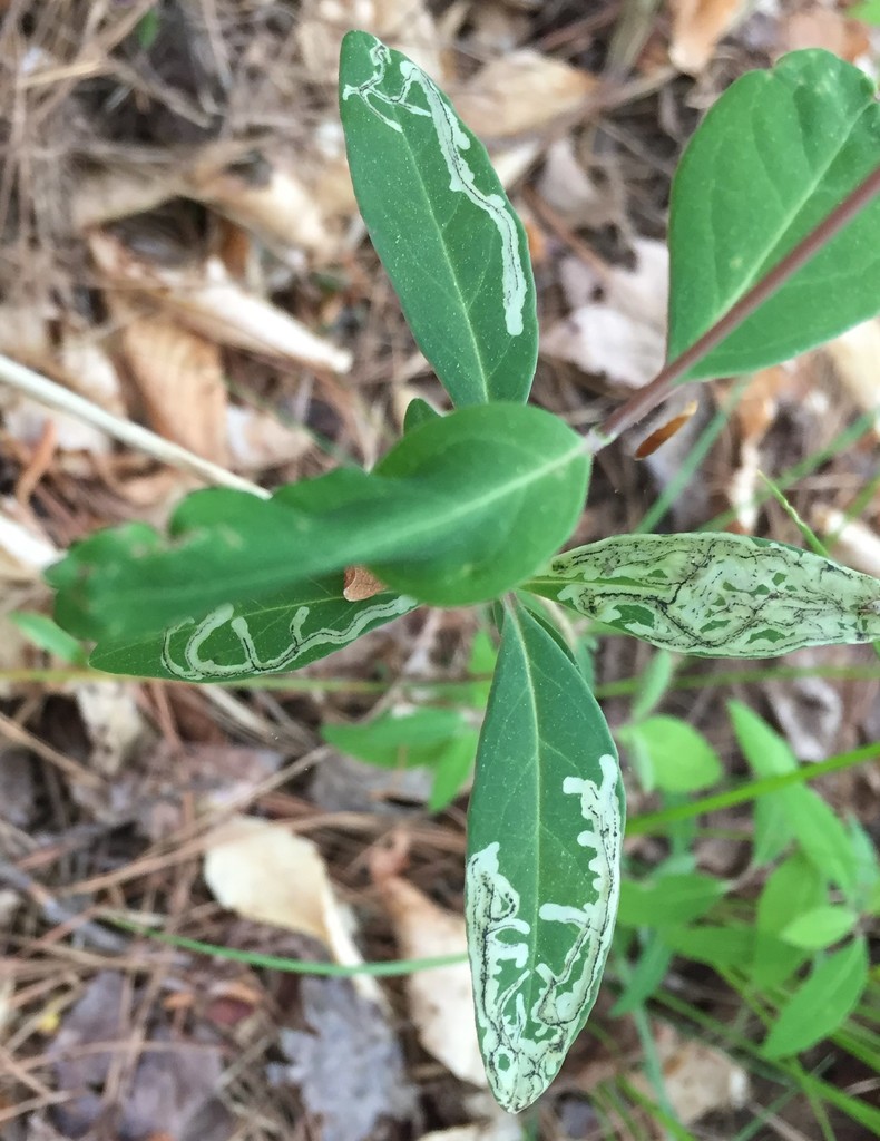 Phytomyza sempervirentis