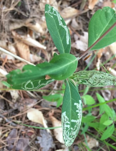Phytomyza sempervirentis