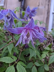 Clematis macropetala