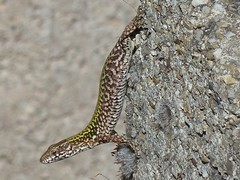 Podarcis muralis nigriventris