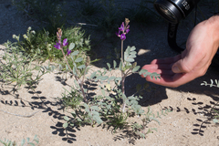 Astragalus lentiginosus borreganus