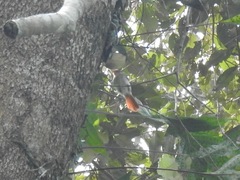 Erythrocercus mccallii