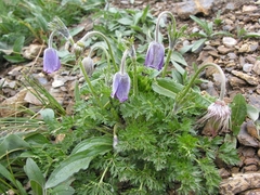 Pulsatilla campanella