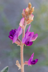 Astragalus lentiginosus borreganus