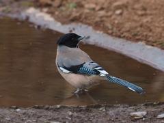 Garrulus lanceolatus