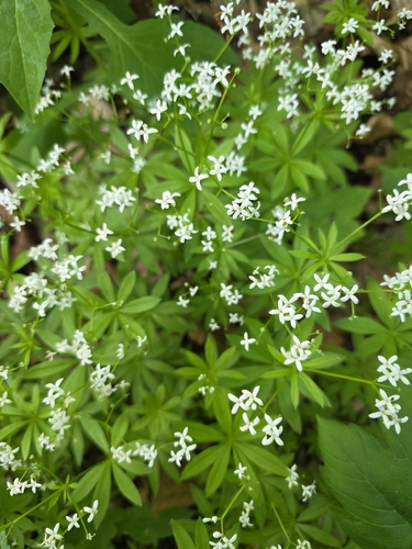 Sweet Woodruff