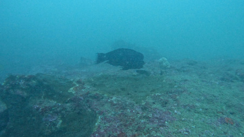 Raggedfin Parrotfish