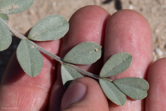 Astragalus lentiginosus borreganus