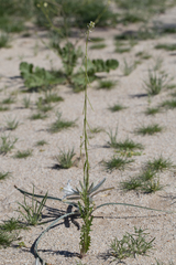 Streptanthus lasiophyllus