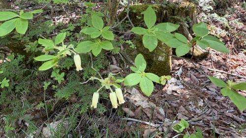 Rhododendron benhallii iNat (2)