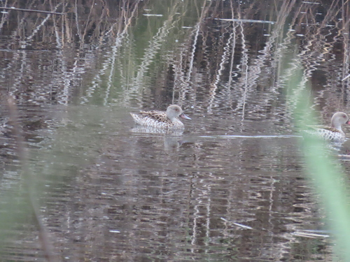 iNaturalist image