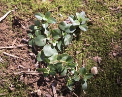 Veronica serpyllifolia