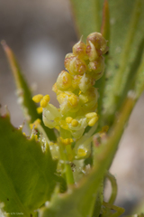 Stillingia spinulosa