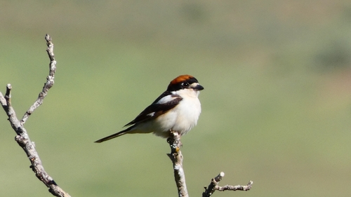 Woodchat Shrike