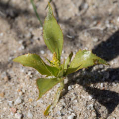 Stillingia spinulosa